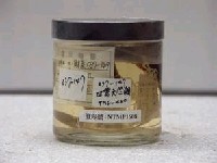 藏品(四線天竺鯛)的圖片